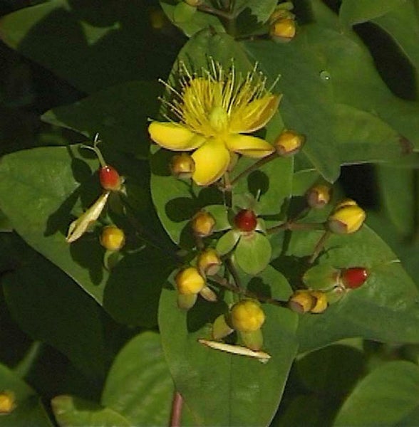 Johanniskraut mit Blüten und Blättern
