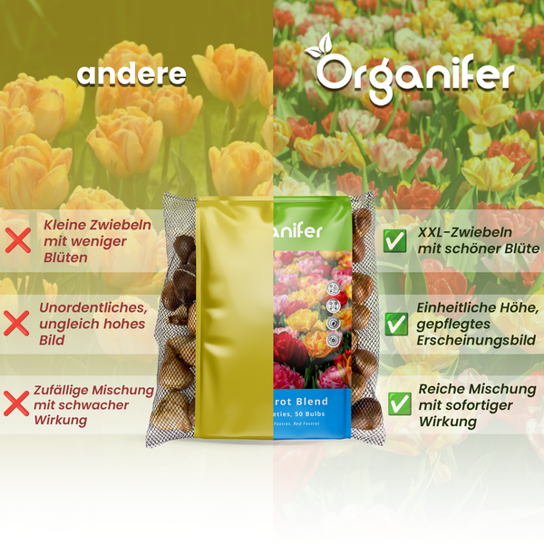Vergleich von Blumenzwiebeln der Marke Organifer mit anderen Blumenzwiebeln hinsichtlich Größe, Blüten und Erscheinungsbild