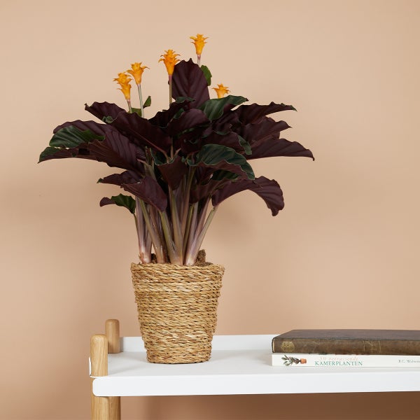 Bloomique - 2er Set - Calathea Crocata - Korbmarante - Zimmerpflanzen - Pflegeleicht - Luftreinigend - Höhe 40-50 cm - Topf 14 cm