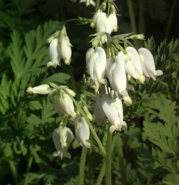 Blüten des Tränenden Herz