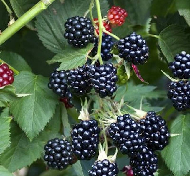 Brombeeren am Strauch mit Blättern