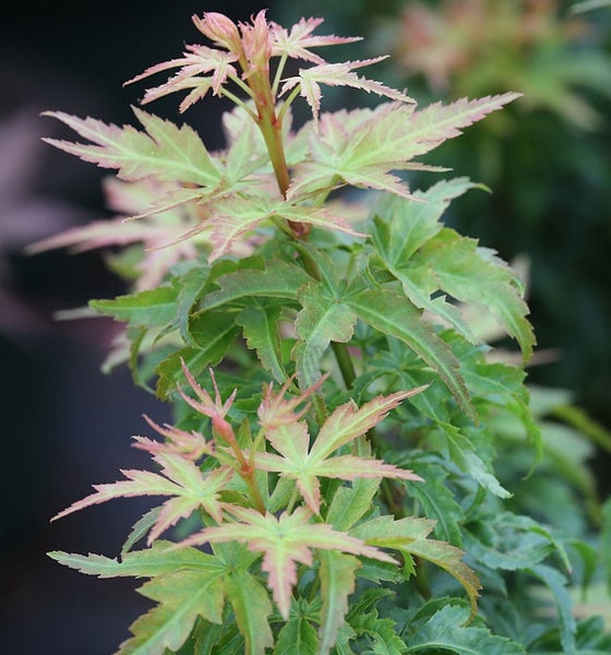 Nahaufnahme eines japanischen Ahorns mit grünen Blättern