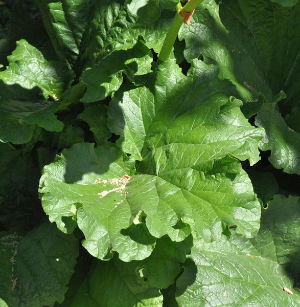 Nahaufnahme von Rhabarberblättern