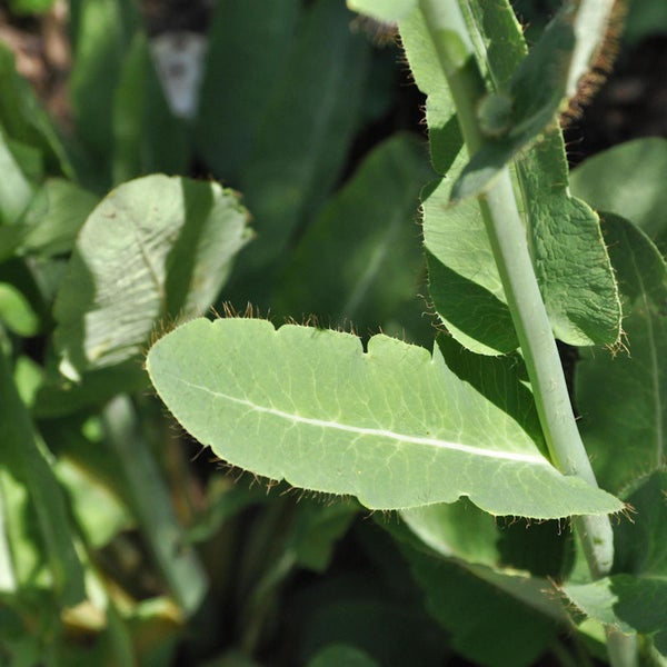 Nahaufnahme eines Mohnblatts im Garten