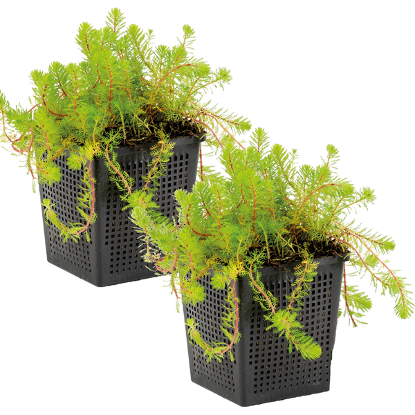 Zwei grüne Teichpflanzen der Art Myriophyllum in schwarzen quadratischen Gittertöpfen für den Gartenteich.