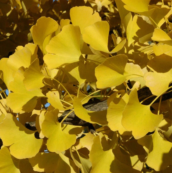 Nahaufnahme von Ginkgoblättern im Herbst