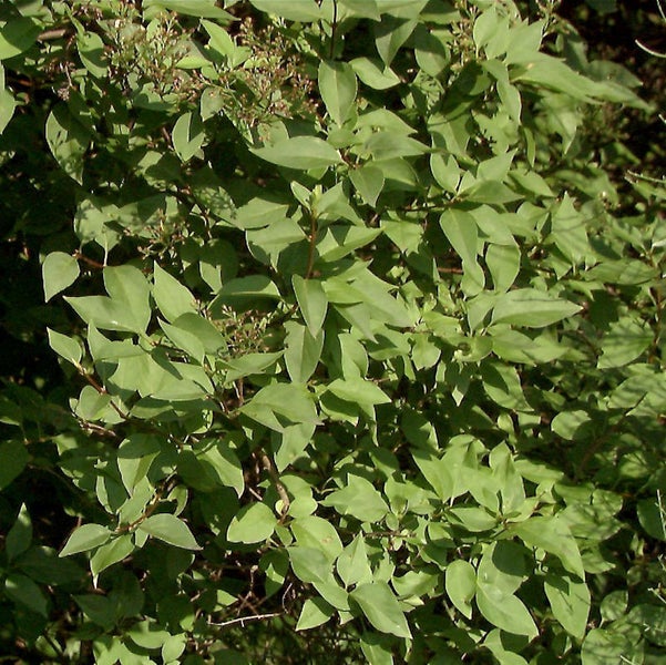 Nahaufnahme eines blühenden Ligusters