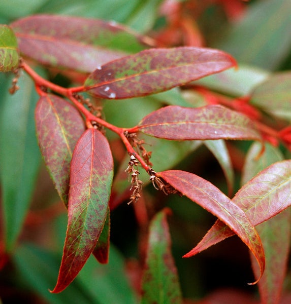 Nahaufnahme eines Zweigs mit länglichen Blättern