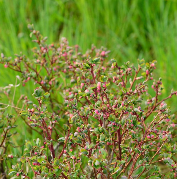 Kleiner Strauch mit grünen Blättern und rosa Blütenknospen