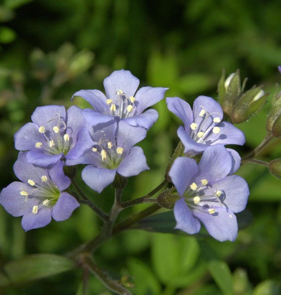 Blüten einer Acker-Himmelröte