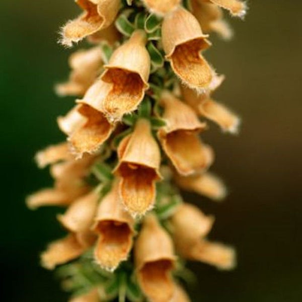 Nahaufnahme einer Blütentraube des Gelben Fingerhuts