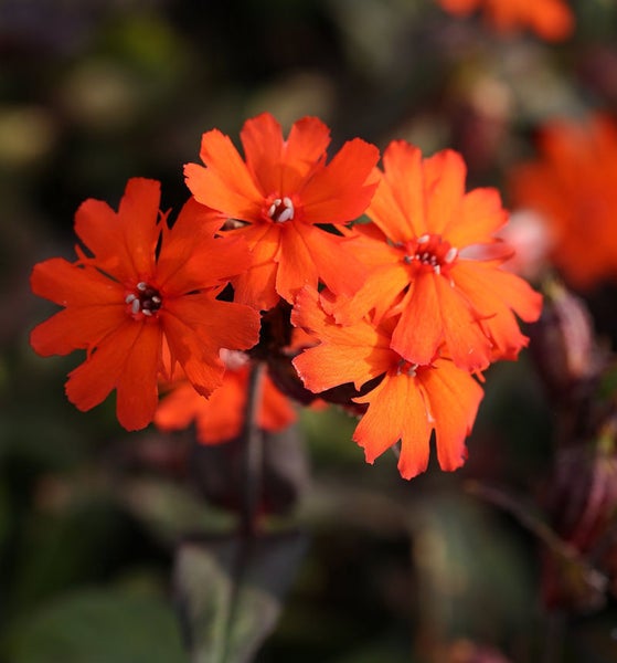 Nahaufnahme von brennenden Liebesblumen