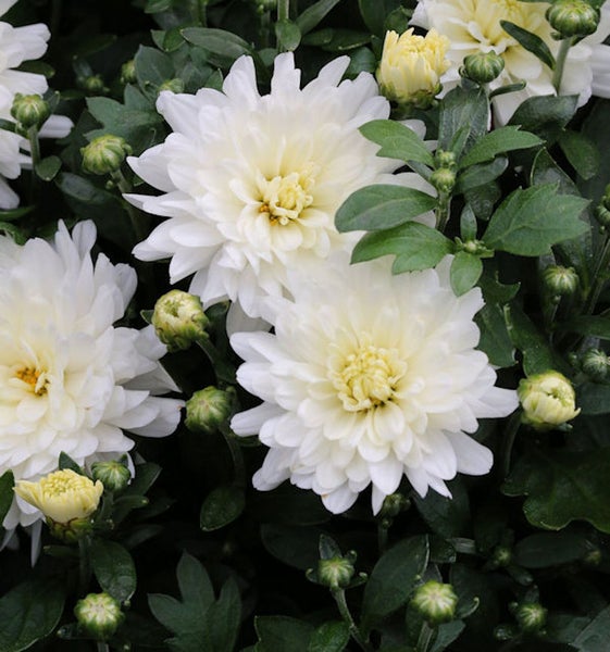 Nahaufnahme von weißen Chrysanthemenblüten mit grünen Blättern