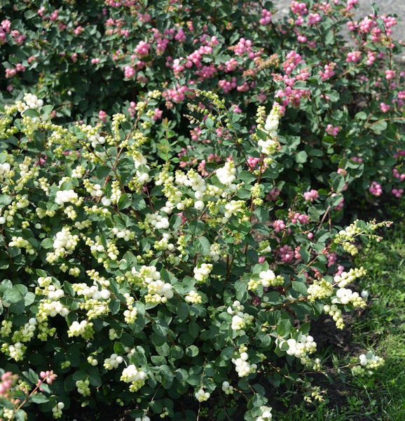 Zwei Schneebeerenbüsche im Garten mit weißen und rosa Beeren