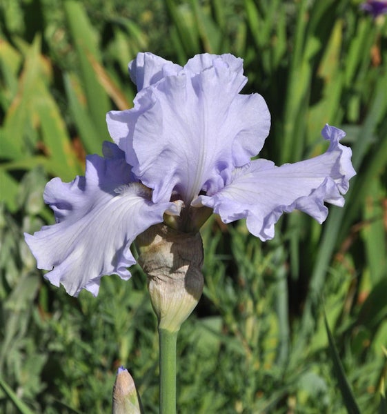 Irisblüte im Garten