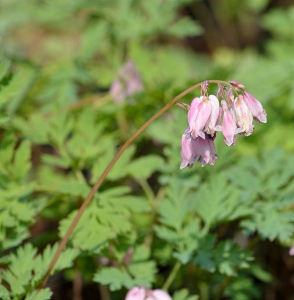 Tränendes Herz Pflanze im Garten