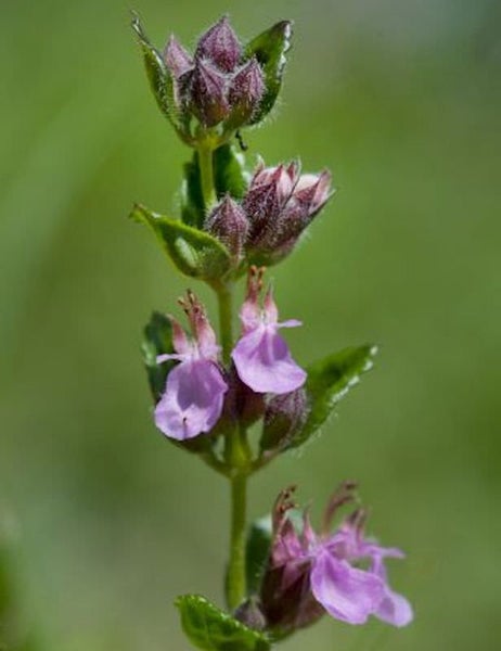 Nahaufnahme einer blühenden Pflanze mit violetten Blüten