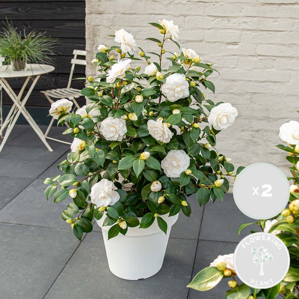 Kamelie im Topf mit weißen Blüten und dem Symbol blühende Pflanze