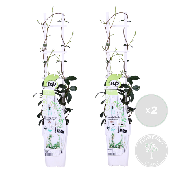 Bloomique - 2er-Set - Trachelospermum Jasminoides - Toskanischer Jasmin - Weiß - Kletterpflanzen - Gartenpflanzen - Winterhart - Immergrün - 50-70 cm Hoch - Topf 15 cm