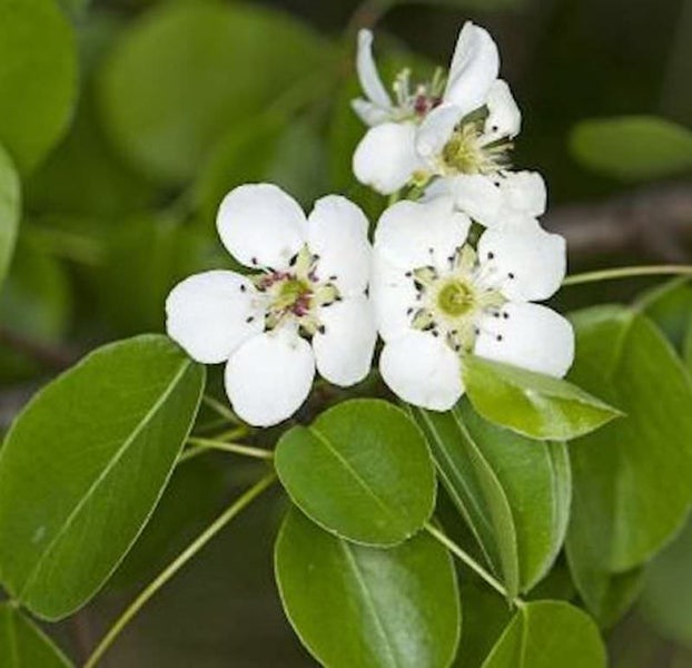 Nahaufnahme von blühenden Birnenbaumzweigen mit weißen Blütenblättern und grünen Blättern.