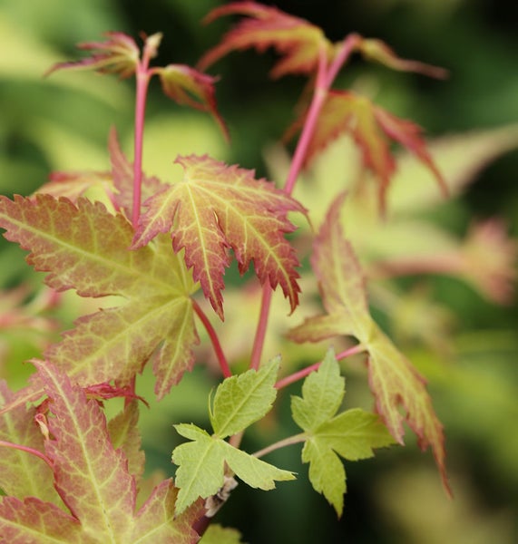 Nahaufnahme von Ahornblättern