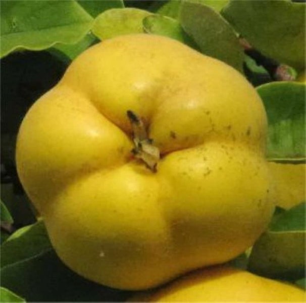 Quitte vor grünem Laub