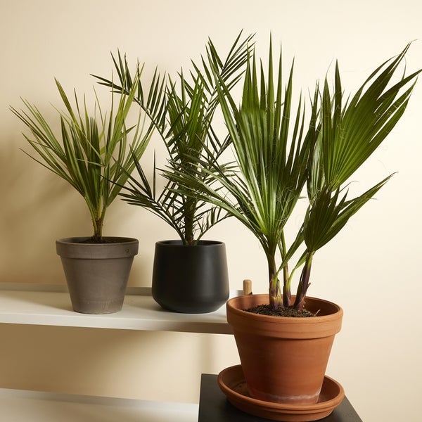 Bloomique - Mix aus 3 - Winterharte Palmen Mix - Washingtonia, Phoenix, Chamaerops - Winterharte Palme - Gartenpflanzen - 40-50 cm Hoch - Topf 14 cm