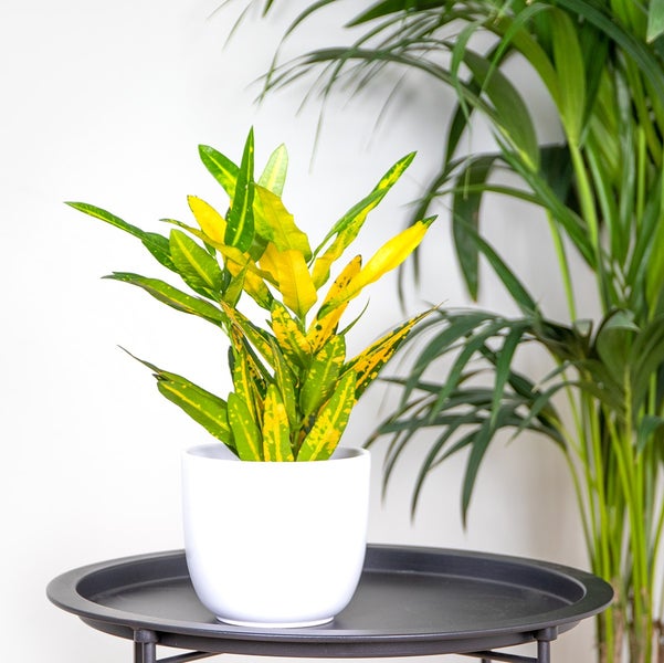 Codiaeum 'Sonniger Stern' | Croton - Kamerplant in Kwekerspot ⌀12 cm - ↕15-25 cm