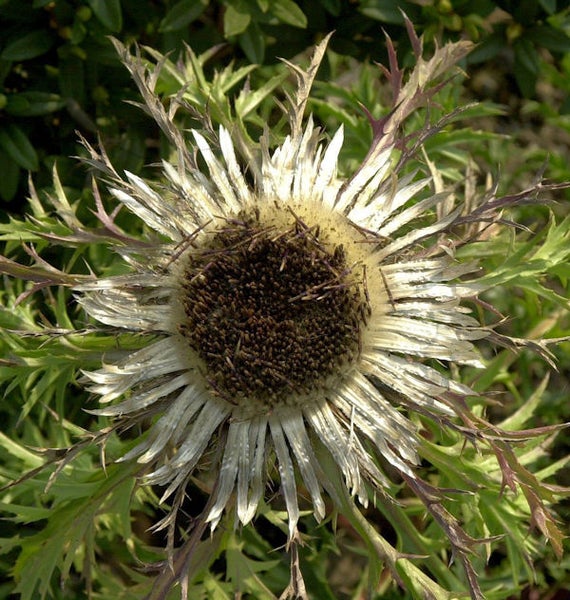 Nahaufnahme einer Silberdistelblume im Garten.