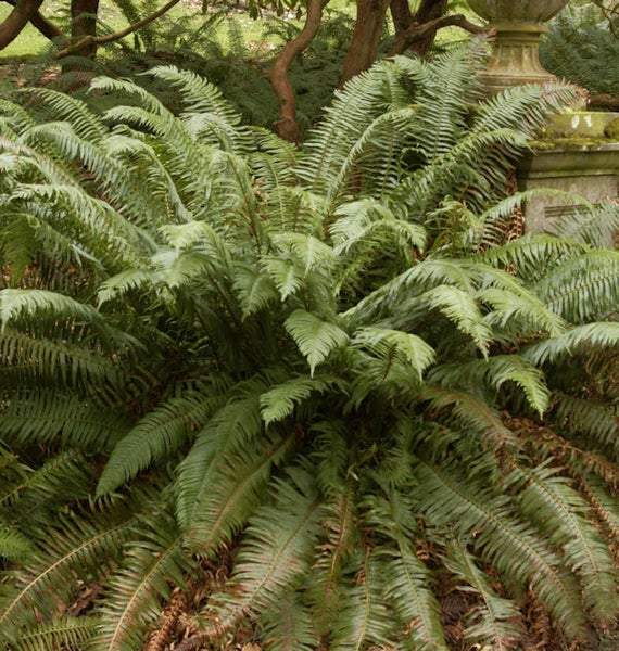 Üppige Farnpflanze im Garten.