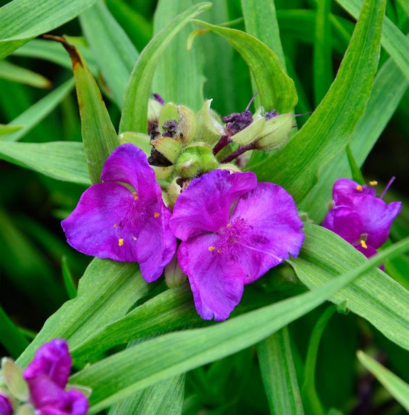 Nahaufnahme von purpurnen Tradescantia-Blüten im Garten