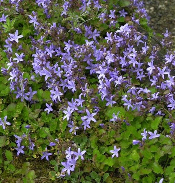 Blütenmeer der Zwerg-Glockenblume mit grünen Blättern