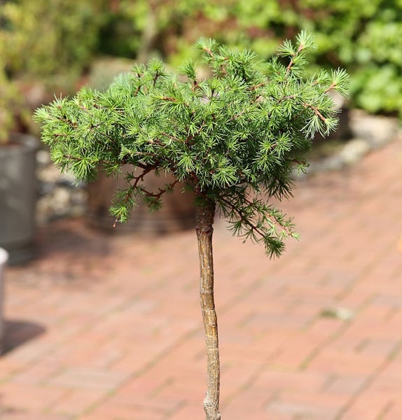Formschnitt-Lärche im Garten