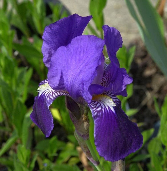 Nahaufnahme einer lila Schwertlilienblüte