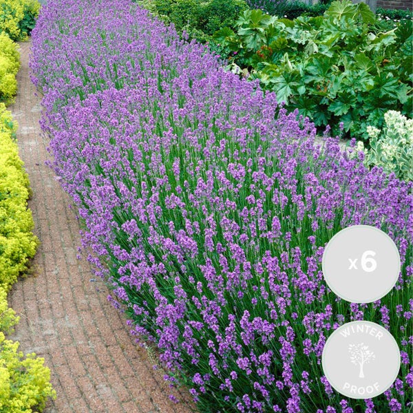 6x Lavandula angustifolia 'Ardèche' - Lavendel - Strauch - Winterherz – ⌀12 cm - ↕20-25 cm
