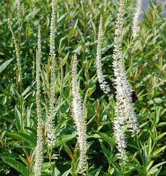 Ehrenpreis 'Album' Pflanze mit weißen Blütenständen und grünen Blättern