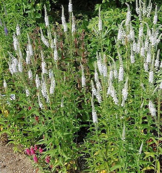 Veronika-Pflanze mit weißen Blüten im Garten