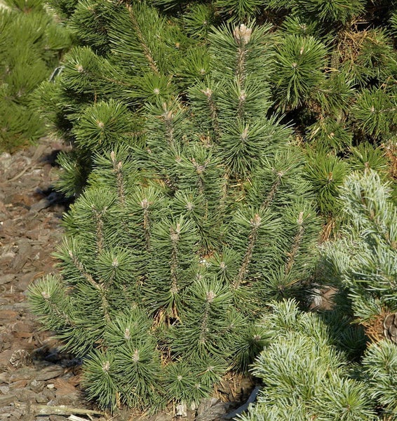 Nahaufnahme einer Zwergkiefer im Garten