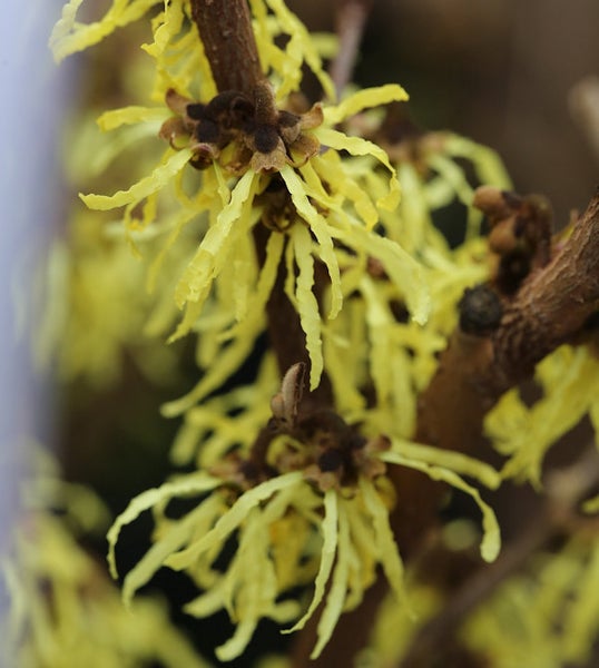 Nahaufnahme von Zweigen der Zaubernuss mit gelben Blüten
