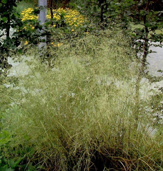 Detailaufnahme von Rasen im Garten.