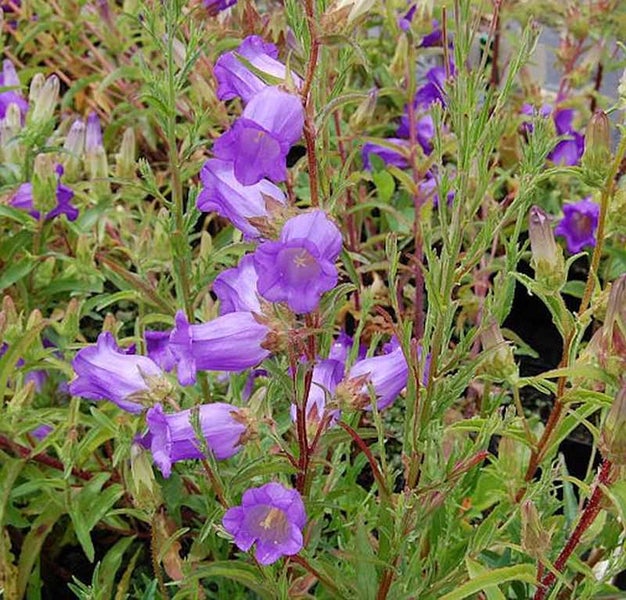 Blütenstand mit violetten Ackerglockenblumen