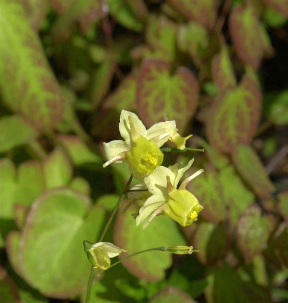 Elfenblume mit gelben Blüten und herzförmigen Blättern im Garten