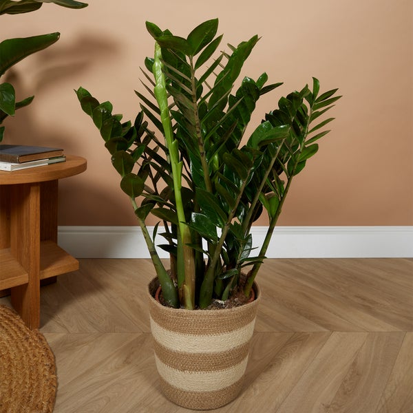 Bloomique - Zamioculcas Zamiifolia - Glücksfeder - Zimmerpflanzen Groß - Sehr Pflegeleicht - Luftreinigend - Höhe 80-90 cm - Topf 21 cm