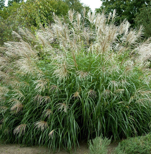 Chinaschilf im Garten