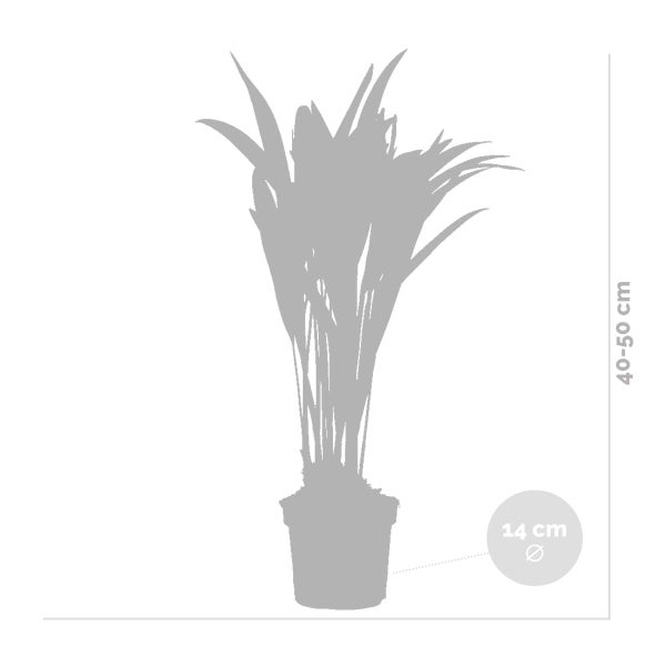 2x Dypsis Lutescens - Goldpalme - Zimmerpflanze - Pflegefreundlich – ⌀14 cm - ↕40-50 cm