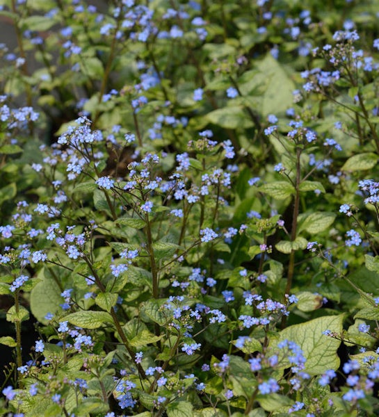 Vergissmeinnicht-Pflanze mit grünen Blättern und kleinen blauen Blüten