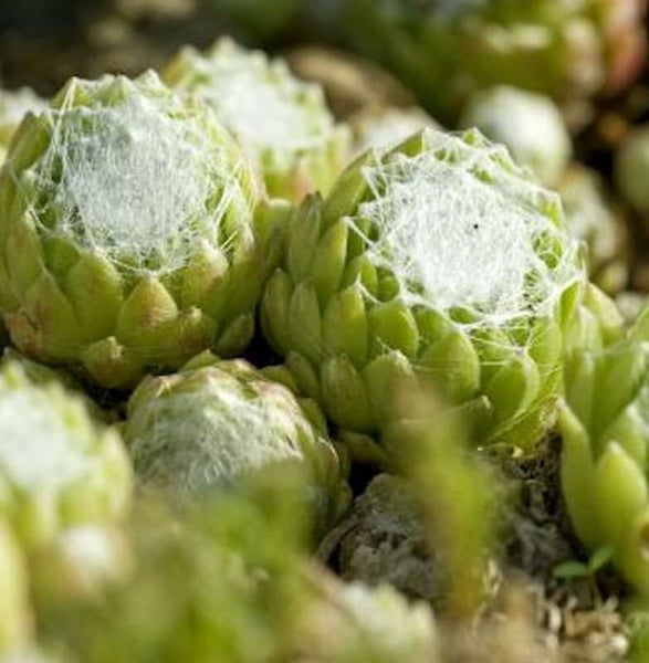 Nahaufnahme von Spinnweben-Hauswurz Pflanzen