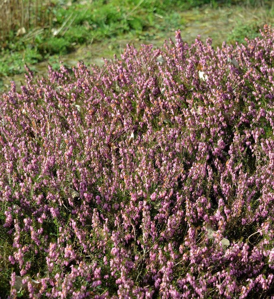 Besenheide mit kleinen Blüten