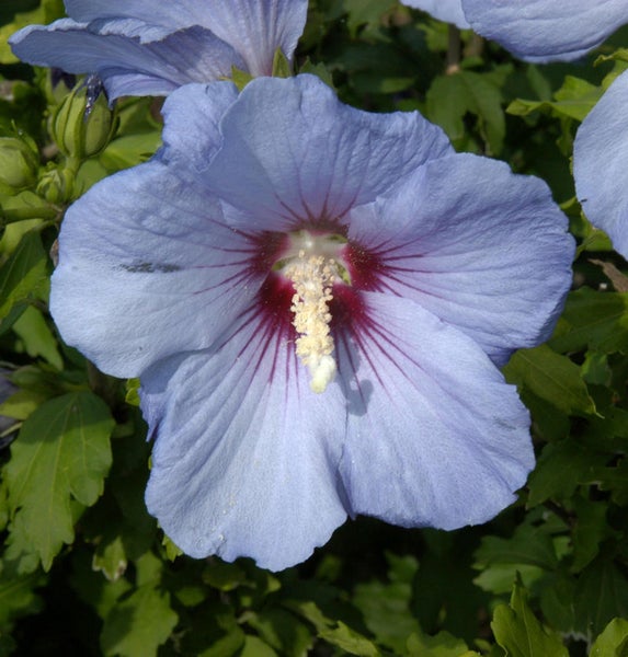 Blaue Hibiskusblüte im Detail