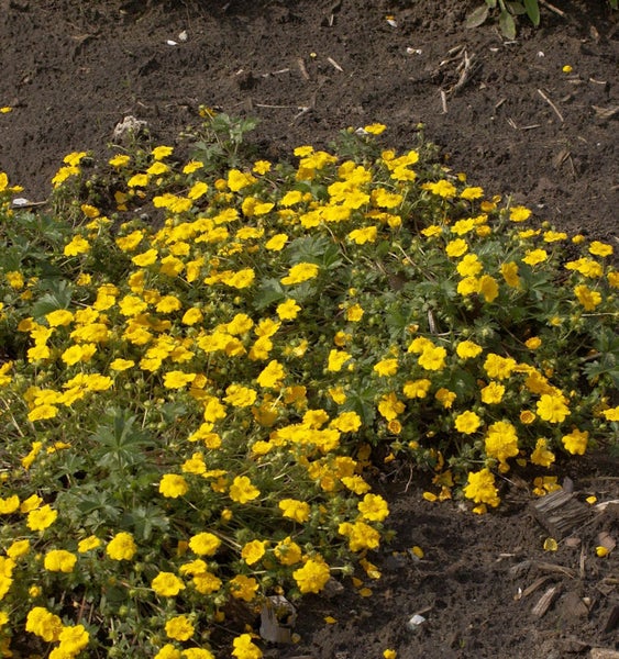 Gelbe Fingerkraut Pflanzen im Gartenbeet.